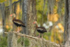 USA, Louisiana, Atchafalaya National Wildlife Refuge. Black-bellied whistling duck pair.  Poster Print by Jaynes Gallery - Item # VARPDDUS19BJY0143