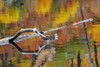 Tree limb and colorful autumn reflection on Lost Lake in Glacier National Park, Montana, USA Poster Print by Chuck Haney - Item # VARPDDUS27CHA4187