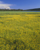 Oregon. Deschutes NF, extensive bloom of subalpine buttercup in wet meadow near Sparks Lake. Poster Print by John Barger - Item # VARPDDUS38JBA0353