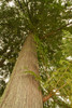 Squak Mountain State Park, Washington State, USA Low-angle view of a western redcedar tree Poster Print by Janet Horton (18 x 24) # US48JHO1521