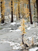 Washington State, Alpine Lakes Wilderness Enchantment Lakes, snow-covered larch trees Poster Print by Jamie & Judy Wild (18 x 24) # US48JWI5283