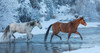 Cowboy horse drive on Hideout Ranch, Shell, Wyoming Horses crossing Shell Creek in winter Poster Print by Darrell Gulin (24 x 18) # US51DGU0208