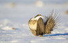 Sublette County, Wyoming. Male Greater Sage Grouse is caught doing his courtship display Poster Print by Elizabeth Boehm - Item # VARPDDUS51EBO0829