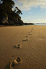 Footprints in the sand, Mosquito Bay, Abel Tasman NP, Nelson Region, South Island, New Zealand Poster Print by David Wall - Item # VARPDDAU03DWA0007