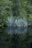 Flax and forest reflected in Lake Matheson, Westland NP, West Coast, South Island, New Zealand Poster Print by David Wall - Item # VARPDDAU03DWA0213