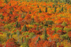 Canada, Ontario, Lake Superior Provincial Park. Evergreen and maple trees in autumn color. Poster Print by Jaynes Gallery - Item # VARPDDCN08BJY0243