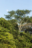 Pantanal, Mato Grosso, Brazil. Forest and moon seen in early morning along the Cuiaba river. Poster Print by Janet Horton - Item # VARPDDSA04JHO0049 Pantanal, Mato Grosso, Brazil. Forest and moon seen in early morning along the Cuiaba river. Poster Print by Janet Horton - Item # VARPDDSA04JHO0049