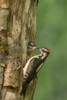 USA, WA. Male Hairy Woodpecker (Picoides villosus) feeding chick at nest in western Washington. Poster Print by Gary Luhm - Item # VARPDDUS48GLU1064