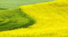 USA, Washington State, Palouse Region. Curve in canola and wheat fields in Spring full bloom Poster Print by Terry Eggers - Item # VARPDDUS48TEG1227