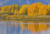 USA, Wyoming, Grand Teton NP. Autumn colored aspen trees are reflected in the Snake River Poster Print by Elizabeth Boehm - Item # VARPDDUS51EBO0715