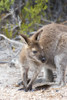 Australia, Tasmania, Freycinet National Park. Red-necked wallaby stands on Wineglass Bay beach Poster Print by Trish Drury - Item # VARPDDAU01TDR0216