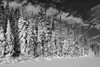 Canada, Manitoba, Duck Mountain Provincial Park. Black and white of forest after snowstorm. Poster Print by Jaynes Gallery - Item # VARPDDCN03BJY0268