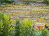 Portugal, Douro Valley. Small orange dwelling in the vineyards of the Douro Valley in autumn. Poster Print by Julie Eggers - Item # VARPDDEU23JEG0362