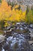 Fall color along Bishop Creek, Inyo National Forest, Sierra Nevada Mountains, California, USA. Poster Print by Russ Bishop - Item # VARPDDUS05RBS1213