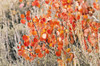 Fall color along Bishop Creek, Inyo National Forest, Sierra Nevada Mountains, California, USA. Poster Print by Russ Bishop - Item # VARPDDUS05RBS1226