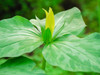 USA, Delaware A Yellow trillium, Trillium erectum, T luteum, growing in a wildflower garden Poster Print by Julie Eggers (24 x 18) # US08JEG0043