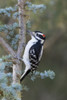 Hairy Woodpecker (Picoides villosus) male on Blue Atlas Cedar, Marion County, Illinois Poster Print by Richard & Susan Day - Item # VARPDDUS14RDY2366