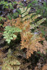 USA, Maine. Royal Ferns (Osmunda regalis) growing along Duck Brook, Acadia National Park. Poster Print by Judith Zimmerman - Item # VARPDDUS20JZI0087