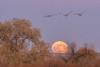 USA, New Mexico, Bosque del Apache National Wildlife Refuge. Full moon and sandhill cranes. Poster Print by Jaynes Gallery - Item # VARPDDUS32BJY0314