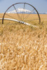 Wheatfield near harvest time in summer, Mt. Jefferson in the background, Eastern Oregon Poster Print by Stuart Westmorland - Item # VARPDDUS38SWR0274