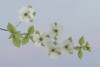 USA, Washington State, Gifford Pinchot National Forest. Pacific dogwood limbs and flowers.  Poster Print by Jaynes Gallery - Item # VARPDDUS48BJY0985