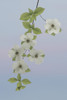 USA, Washington State, Gifford Pinchot National Forest. Pacific dogwood limbs and flowers.  Poster Print by Jaynes Gallery - Item # VARPDDUS48BJY0986