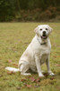 Issaquah, WA. English Yellow Labrador Retriever, smiling while sitting on command in a park.  Poster Print by Janet Horton - Item # VARPDDUS48JHO1032