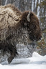 USA, Wyoming, Yellowstone National Park. American bison (Bos bison) struggles through the snow. Poster Print by Ellen Goff - Item # VARPDDUS51EGO0003