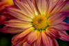 USA, Colorado, Fort Collins Daisy flower close-up Credit as Fred Lord / Jaynes Gallery Poster Print by Jaynes Gallery (24 x 18) # US06BJY1564