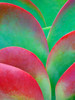 USA, Oregon Kalanchoe succulent plant close-up Credit as: Jean Carter / Jaynes Gallery Poster Print by Jaynes Gallery (18 x 24) # US38BJY1387