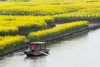 Rowing boat on river through Thousand-Islet canola flower fields, Xinghua, Jiangsu Province, China Poster Print by Keren Su - Item # VARPDDAS07KSU2085