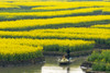 Rowing boat on river through Thousand-Islet canola flower fields, Xinghua, Jiangsu Province, China Poster Print by Keren Su - Item # VARPDDAS07KSU2330