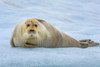 Norway, Svalbard, Spitsbergen 14th July Glacier, young bearded seal hauled out on an iceberg Poster Print by Yuri Choufour (24 x 18) # EU21YCH0003