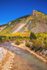 Fall color along Mineral Creek under Red Mountain Pass, San Juan National Forest, Colorado, USA Poster Print by Russ Bishop - Item # VARPDDUS06RBS0065