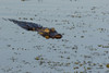 American Alligator (Alligator mississippiensis) Viera Wetlands, Brevard County, Florida Poster Print by Richard & Susan Day - Item # VARPDDUS10RDY0024