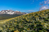 Arrowleaf balsamroot wildflowers along the Rocky Mountain Front near East Glacier, Montana, USA Poster Print by Chuck Haney (24 x 18) # US27CHA4312