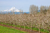 Hood River, Oregon, USA Apple orchard in bloom with snow-covered Mount Hood in the background Poster Print by Janet Horton (24 x 18) # US38JHO0017