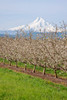Hood River, Oregon, USA Apple orchard in bloom with snow-covered Mount Hood in the background Poster Print by Janet Horton (18 x 24) # US38JHO0018