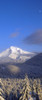 Snow-covered trees, Mt. Hood (highest point in Oregon), Mt. Hood National Forest, Oregon Poster Print by Stuart Westmorland - Item # VARPDDUS38SWR0315