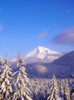 Snow-covered trees, Mt. Hood (highest point in Oregon), Mt. Hood National Forest, Oregon Poster Print by Stuart Westmorland - Item # VARPDDUS38SWR0316