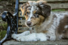 Issaquah, WA. Four month old Red Merle Australian Shepherd puppy reclining on a wooden bench.  Poster Print by Janet Horton - Item # VARPDDUS48JHO0358
