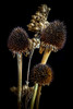 USA, Colorado, Fort Collins Dried Echinacea plants Credit as Fred Lord / Jaynes Gallery Poster Print by Jaynes Gallery (18 x 24) # US06BJY1558