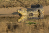 Pantanal, Mato Grosso, Brazil Yacare Caiman sunning itself along the banks of the Cuiaba River. Poster Print by Janet Horton - Item # VARPDDSA04JHO0118