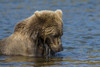 Grizzly or brown bear (Ursus arctos), Moraine Creek (River), Katmai NP and Reserve, Alaska Poster Print by Michael DeFreitas - Item # VARPDDUS02MDE0178