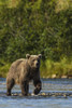 Grizzly or brown bear (Ursus arctos), Moraine Creek (River), Katmai NP and Reserve, Alaska Poster Print by Michael DeFreitas - Item # VARPDDUS02MDE0216