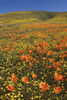 USA, California, Antelope Valley State Poppy Reserve. Poppies and goldfields cover hillsides. Poster Print by Jaynes Gallery - Item # VARPDDUS05BJY1306
