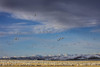 Snow geese feeding in barley field stubble near Freezeout Lake Wildlife Management Area, Montana Poster Print by Chuck Haney - Item # VARPDDUS27CHA4092