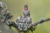 WA. Anna's Hummingbird (Calypte anna) female feeding two chicks at nest in Marymoor Park, Redmond. Poster Print by Gary Luhm - Item # VARPDDUS48GLU1041