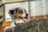 Three month old Blue Merle Australian Shepherd puppy resting and looking out over a rock ledge  Poster Print by Janet Horton - Item # VARPDDUS48JHO0318