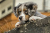 Three month old Blue Merle Australian Shepherd puppy resting and looking out over a rock ledge  Poster Print by Janet Horton - Item # VARPDDUS48JHO0997